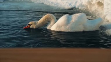 Güzel beyaz kuğular yedekte yapay bir su deposunda yüzerler.