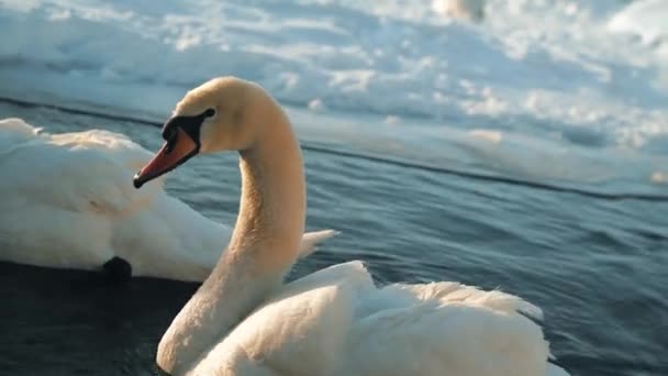 Стая белых лебедей плавает в резервуаре, который расположен в заповеднике — стоковое видео