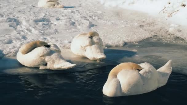 Parktaki küçük donmuş gölette güzel bir kuğu ailesi. — Stok video