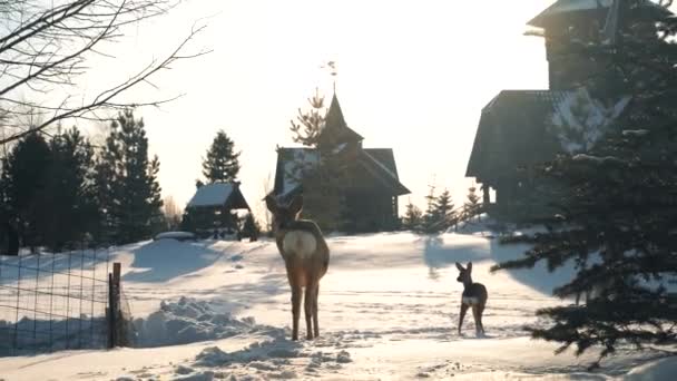 Kleine herten staan in het winterpark van het reservaat en kijken terug schattig — Stockvideo