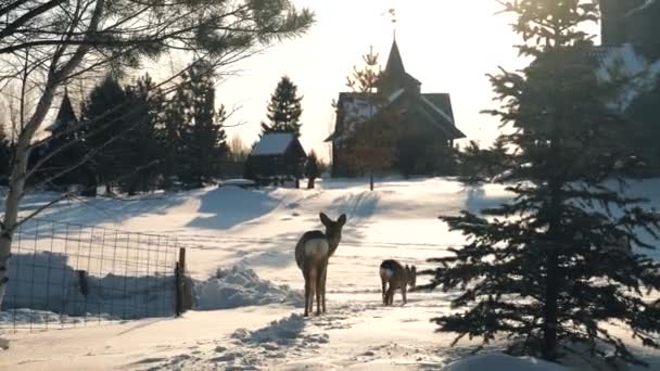 Маленький олененок стоять в зимнем парке заповедника и оглянуться мило — стоковое видео