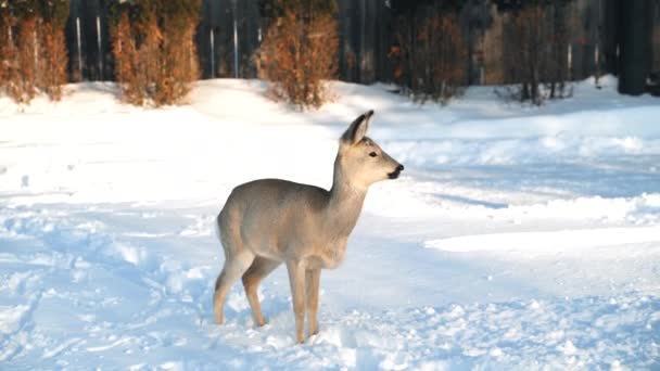 Little deer scared by suitable people, wild animal in winter forest — Video Stock