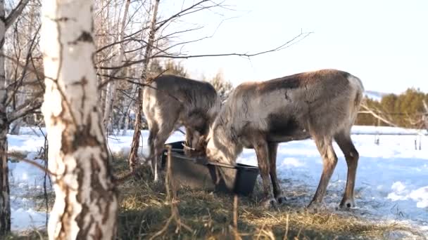 Yetişkin bir geyik kışın sonunda eski boynuzlarını döküyor. — Stok video