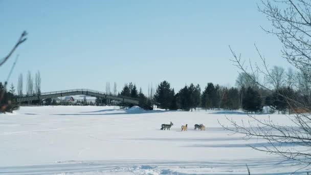 Una bandada de pequeños ciervos galopan juguetonamente a través de un campo blanco nevado — Vídeo de stock