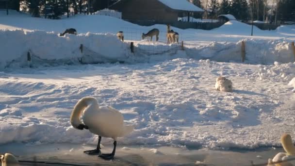 Стая белых лебедей плавает и чистит перья, ходит по снегу — стоковое видео