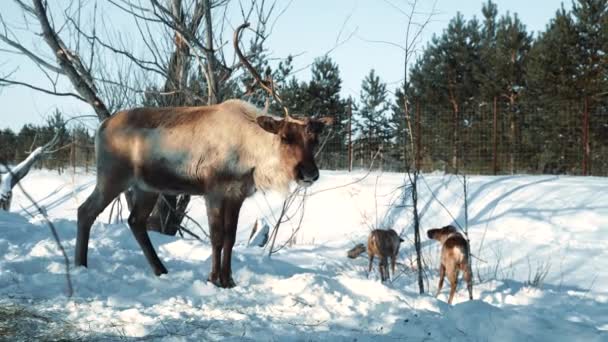 Yetişkin bir geyik kışın sonunda eski boynuzlarını döküyor. — Stok video