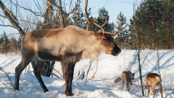 En vuxen hjort fäller sina gamla horn i slutet av vintern — Stockvideo