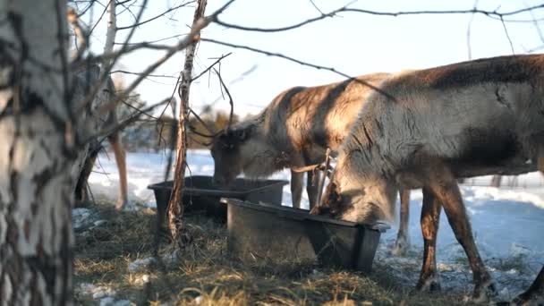 Un ciervo adulto derramando sus cuernos viejos al final del invierno — Vídeo de stock
