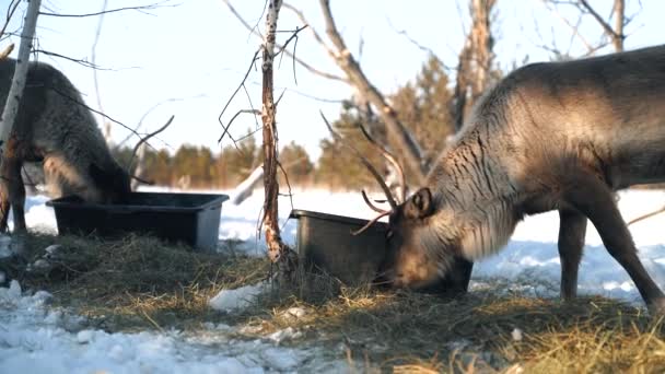 Ein ausgewachsenes Reh wirft am Ende des Winters sein altes Geweih ab — Stockvideo