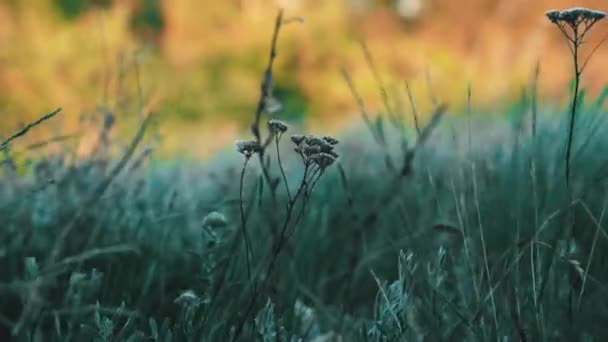 Zielone pole trawy szeleści na wietrze, piękne fale, zioło, step — Wideo stockowe