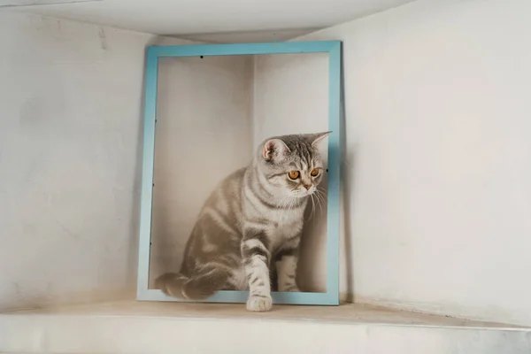 Domestic Scottish Cat Sits Shelf Blue Frame Living Picture — 图库照片
