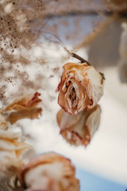 Kuru beyaz güllerin tomurcukları bej bir arka planda yatıyor, narin bir kompozisyon, arka plan