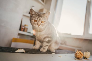 Evcil İskoç kedisi güneşte oynuyor, sarı gözlü.