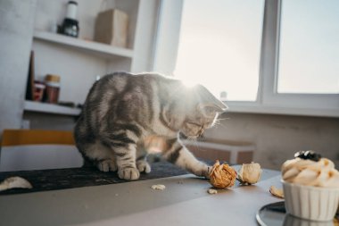 Evcil İskoç kedisi kuru gül goncalarıyla oynar ve kekin tadına bakar.