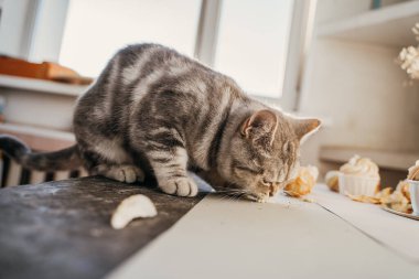 Evcil İskoç kedisi kuru gül goncalarıyla oynar ve kekin tadına bakar.