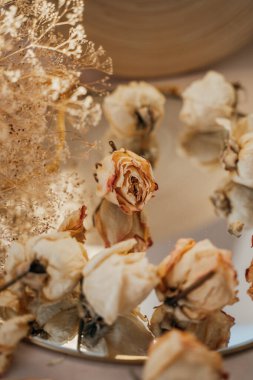 Kuru beyaz güllerin tomurcukları bej bir arka planda yatıyor, narin bir kompozisyon, arka plan