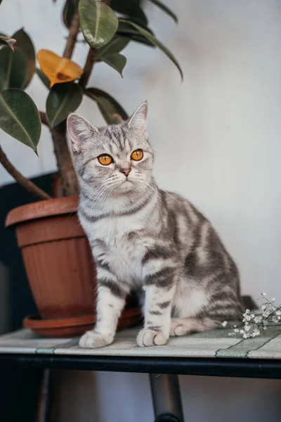 Beautiful Scottish Cat Sits Next Large Ficus Flower Wary Look — Stock Photo, Image