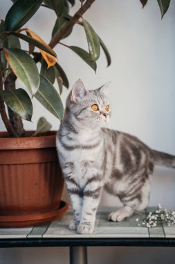 Güzel İskoç kedisi büyük bir çiçeğin yanında oturur, dikkatli bak, avcı.