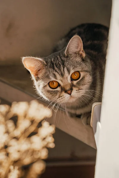 아름다운 스코틀랜드인 고양이가 눈으로 선반에 — 스톡 사진