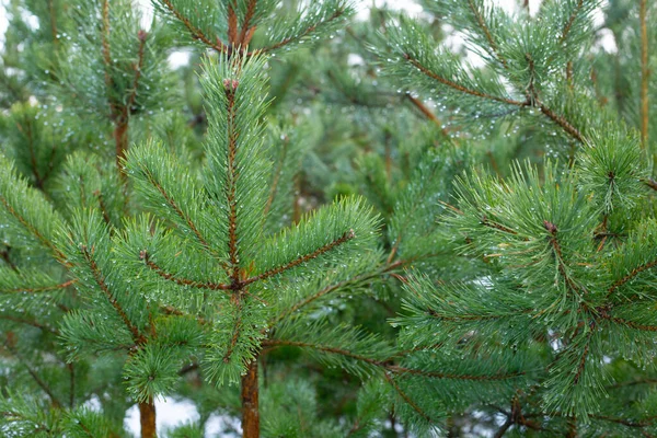 Green Coniferous Fir Pine Branches Needles Covered Dew Raindrops Fresh — Stock Photo, Image