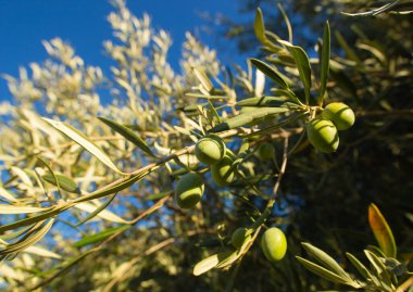 Açık güneşli bir yaz gününde mavi gökyüzünün önündeki bir dalda yeşil İtalyan zeytinleri. Yakın plan bir fotoğraf, zeytinyağı paketleri için iyi, web sitesi makaleleri vs..