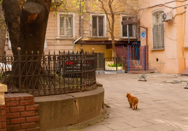 Odessa Ucrania Gato Rojo Adorable Peludo Caminando Libremente Por Las —  Fotos de Stock