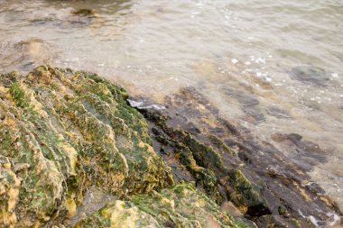 Deniz dalgası ve yeşil yosunlarla kaplı sarı kayalar. Metin için boş kopya alanı olan fotoğraf arkaplanı