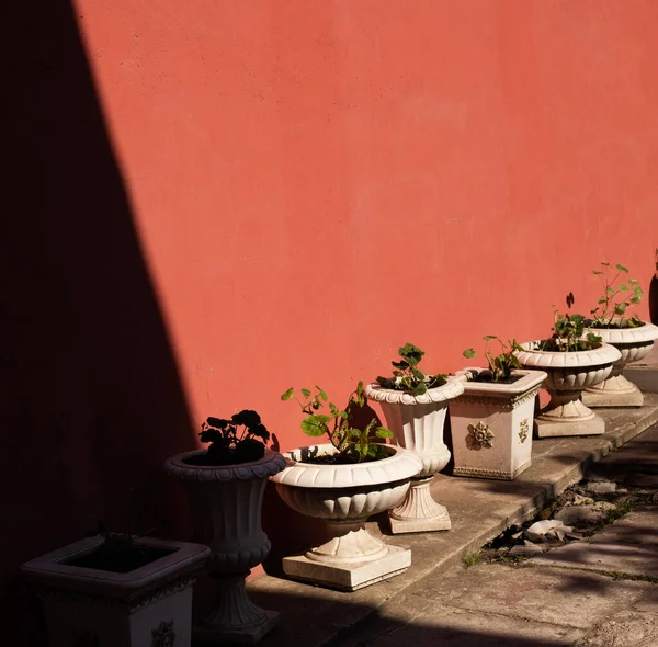 Potted plants in classic baroque pots standing on the ground in front of orange brown painted wall. Warm evening light, deep diagonal shadow. Conceptual square photo with free copy space for text. — Fotografia de Stock