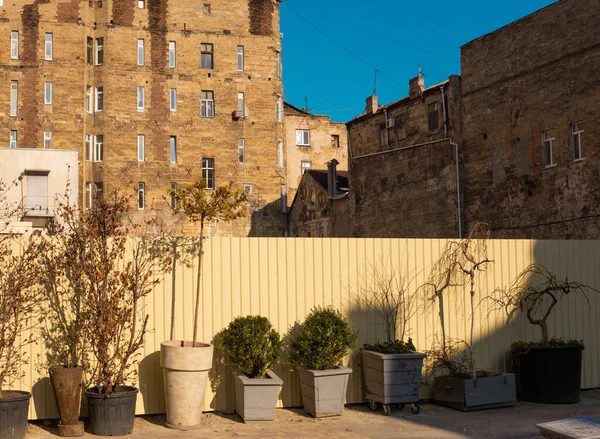 Odessa, Ukraine - 04 22 21: dry potted plants in front of the fence and old yellow buildings in Odessa city center near Deribasovskaya street. Bright sunny photo — Fotografia de Stock