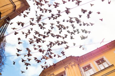 Gökyüzünde uçan bir güvercin sürüsü eski bahçe binalarının sarı cephelerinin önünde mavi bulutlu gökyüzü ve kablolar. Odessa, Ukrayna 'da çekilmiş bir fotoğraf