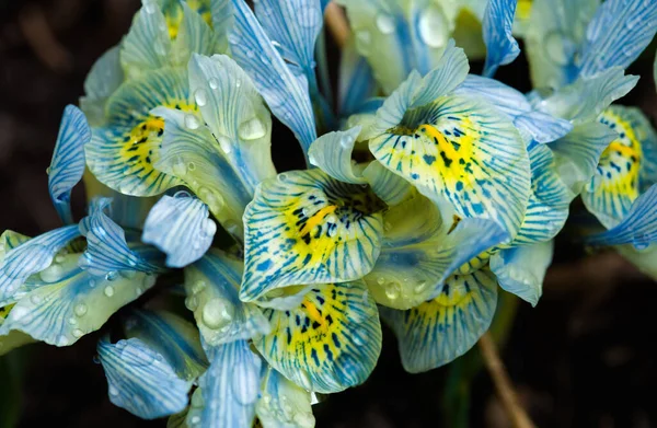 Katharine Hodgkin kwiaty tęczówki w rosy. Płytka głębia ostrości. — Zdjęcie stockowe