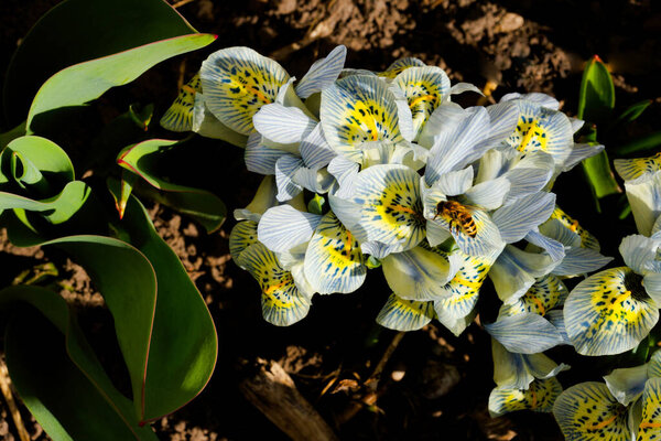 A bee collecting nectar on Katharine Hodgkin iris flowers.