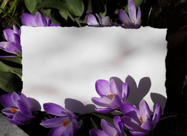 Μωβ λουλούδια του κρόκου γύρω από λευκό χαρτί. Φωτογραφία με χώρο αντιγραφής. — Φωτογραφία Αρχείου