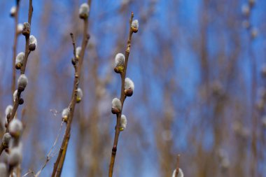 Twigs with Pussy willow buds in front of blue sky. Shallow depth of field selective focus photo with blurred background and free copy space for text.