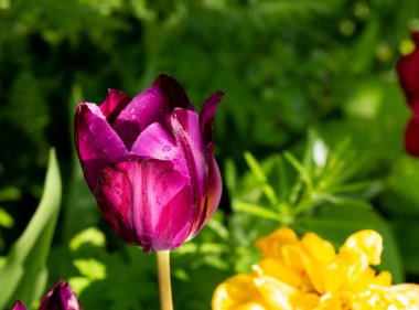 Eflatun Prens lalesi. Kağıtlar, posterler, web sitesi dekorasyonu vs. için fotokopi alanı olan güneşli sığ bir alan fotoğrafı