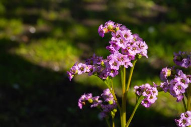 Mor pembe Bergenia crassifolia namı diğer badan flower. Yazı için boş fotokopi alanı olan güneşli, parlak bir fotoğraf. Kartlar, posterler, web sitesi dekorasyonu vs.