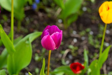 Noel mucizeleri mor pembe laleleri sınıflandırır. Kağıtlar, posterler, web sitesi dekorasyonu vs. için fotokopi alanı olan güneşli sığ bir alan fotoğrafı