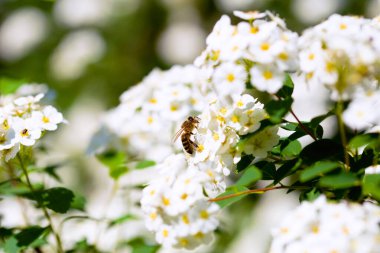 Beyaz Spiraea 'nın üzerindeki arı çayırkuşu çiçeği. Açık ve sığ bir alan derinliği seçici odak fotoğrafı ve metin için boş boş kopya alanı. Kartlar, posterler, web sitesi dekorasyonu vs.