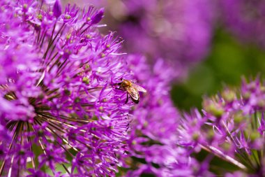 Arı mor Allium hollandicum İran soğanı Hollanda sarımsak çiçeği. Yazı için boş fotokopi alanı olan güneşli, parlak bir odak fotoğrafı. Kartlar, posterler, web sitesi dekorasyonu vs.