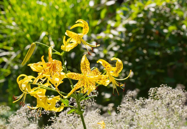 Yellow Leichtlinii sort yellow tiger martagon lily. A sunny bright photo with free blank copy space for text. For cards, posters, website decoration etc