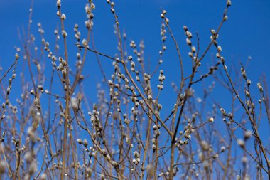 Twigs with Pussy willow buds. Shallow depth of field selective focus photo with blurred background.