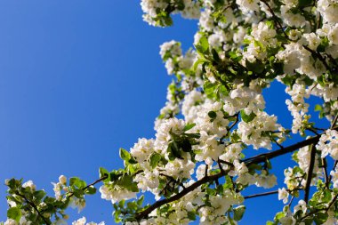 Beyaz elma ağacı çiçekleri ve mavi gökyüzü. Yazı için boş fotokopi alanı olan güneşli, parlak bir fotoğraf. Kartlar, posterler, web sitesi dekorasyonu vs..
