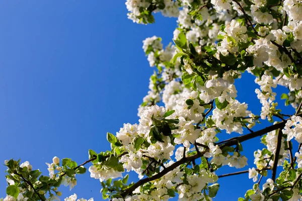 Beyaz elma ağacı çiçekleri ve mavi gökyüzü. Yazı için boş fotokopi alanı olan güneşli, parlak bir fotoğraf. Kartlar, posterler, web sitesi dekorasyonu vs..