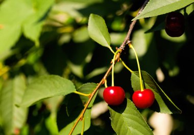 Olgun kırmızı yaz kirazı. Metin için boş fotokopi alanı olan seçici bir odak noktası. Kartlar, posterler, web sitesi dekorasyonu vs..