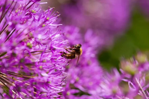 Arı mor Allium hollandicum İran soğanı Hollanda sarımsak çiçeği. Yazı için boş fotokopi alanı olan güneşli, parlak bir odak fotoğrafı. Kartlar, posterler, web sitesi dekorasyonu vs..
