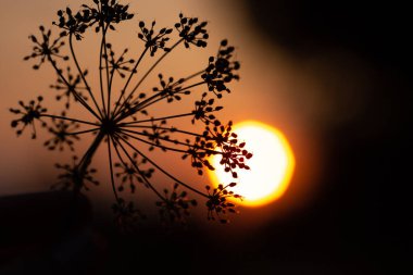 Dill or carrot umbrella in front of orange sunset sky and blurred sun. Shallow depth of field selective focus abstract photo background with free copy space for text