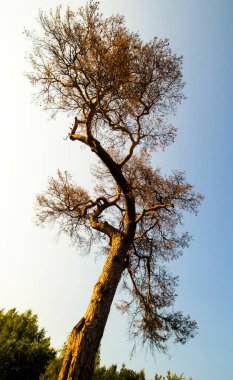 Old dry shriveled crumpled pine tree in front of blue sky. Vertical warm sunset summer photo