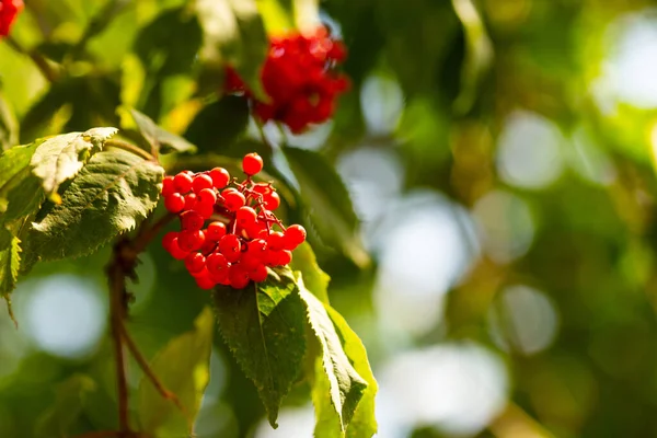 Bunch Red Elderberry Berries Green Leaves Shallow Depth Field Selective — 图库照片