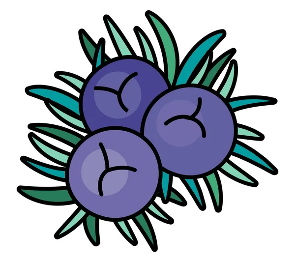 Juniper Berries Needles Cartoon Style Illustration Menu Farmers Market Design — 图库矢量图片