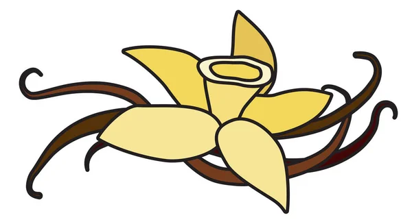 Yellow Vanilla Orchid Flower Pods Doodle Cartoon Style Illustration Menu — Stock vektor